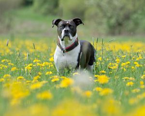 Preview wallpaper dog, muzzle, eyes, grass, flowers