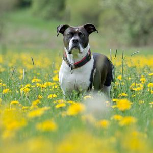 Preview wallpaper dog, muzzle, eyes, grass, flowers