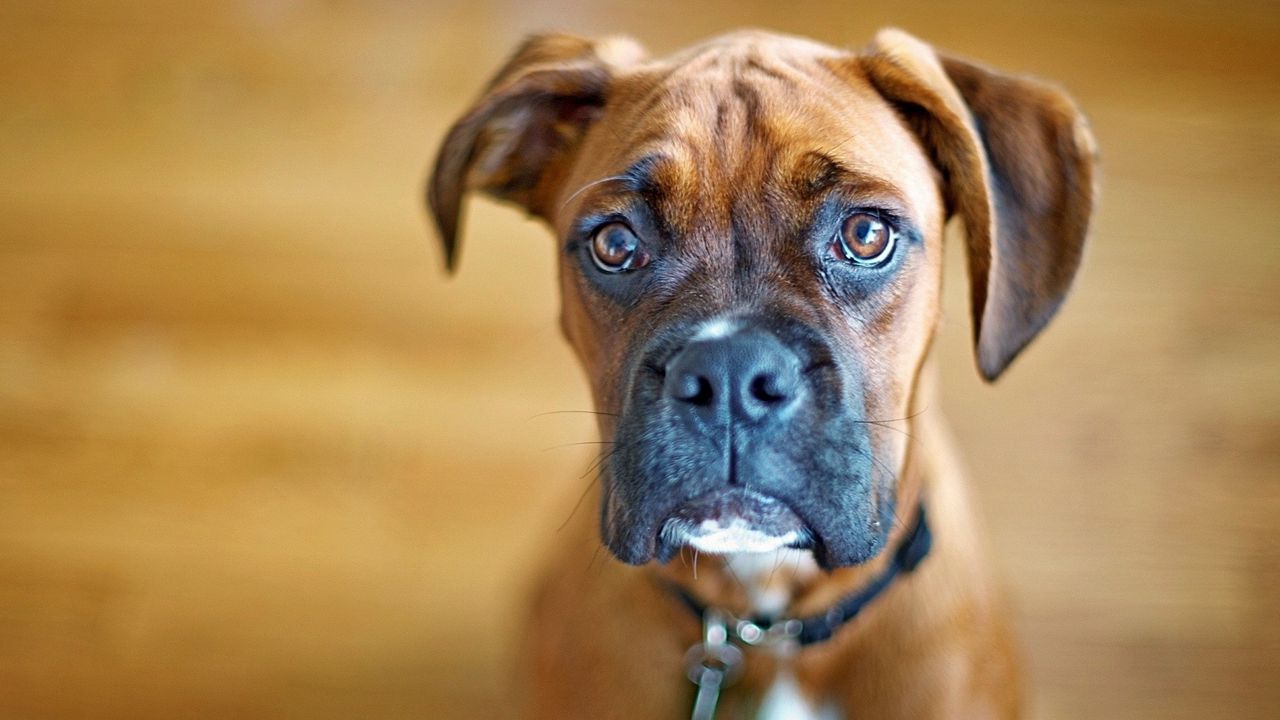 Wallpaper dog, muzzle, eyes, big