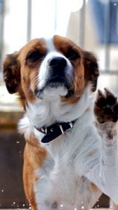 Preview wallpaper dog, muzzle, fence, spotted, animal