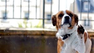 Preview wallpaper dog, muzzle, fence, spotted, animal