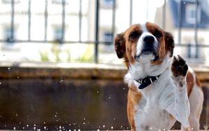 Preview wallpaper dog, muzzle, fence, spotted, animal