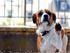 Preview wallpaper dog, muzzle, fence, spotted, animal