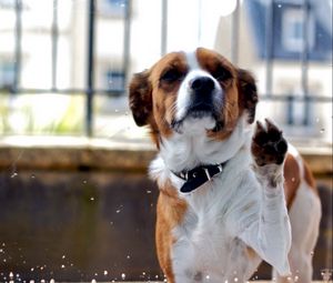 Preview wallpaper dog, muzzle, fence, spotted, animal