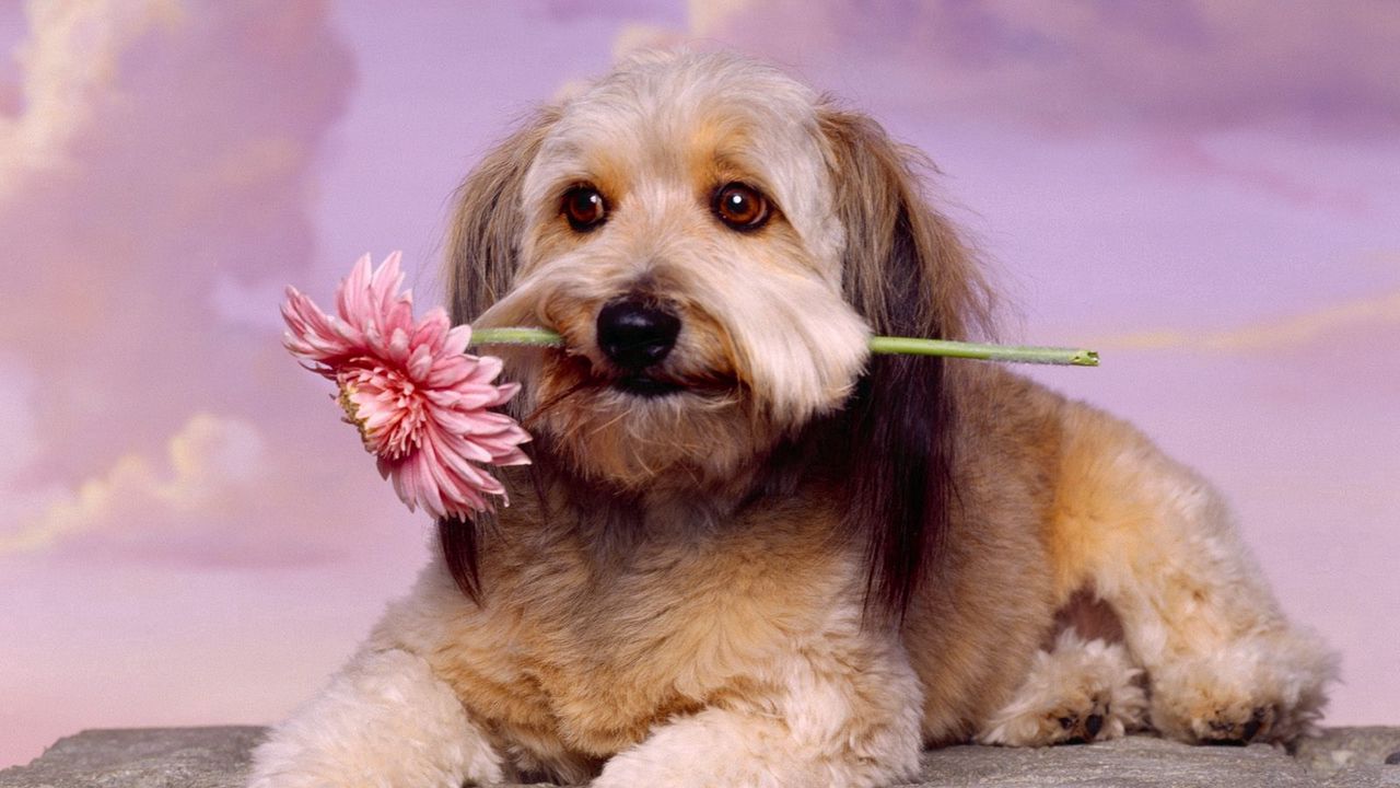 Wallpaper dog, muzzle, flower, waiting