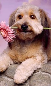 Preview wallpaper dog, muzzle, flower, waiting