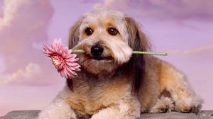 Preview wallpaper dog, muzzle, flower, waiting