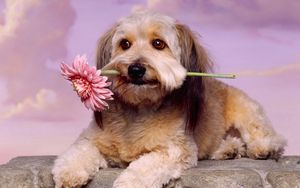 Preview wallpaper dog, muzzle, flower, waiting