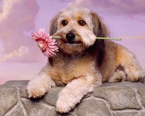 Preview wallpaper dog, muzzle, flower, waiting