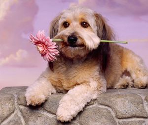 Preview wallpaper dog, muzzle, flower, waiting