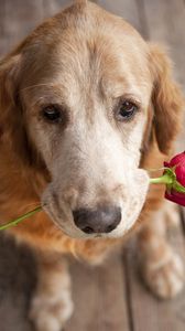 Preview wallpaper dog, muzzle, flower, tenderness, romance