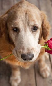 Preview wallpaper dog, muzzle, flower, tenderness, romance