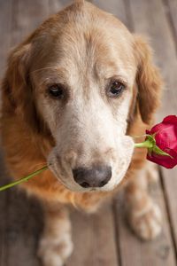 Preview wallpaper dog, muzzle, flower, tenderness, romance