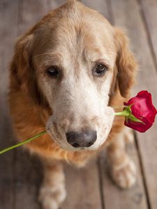 Preview wallpaper dog, muzzle, flower, tenderness, romance