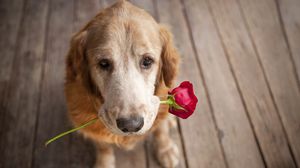 Preview wallpaper dog, muzzle, flower, tenderness, romance