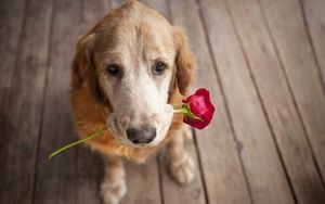 Preview wallpaper dog, muzzle, flower, tenderness, romance