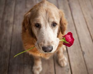 Preview wallpaper dog, muzzle, flower, tenderness, romance