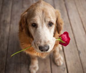 Preview wallpaper dog, muzzle, flower, tenderness, romance