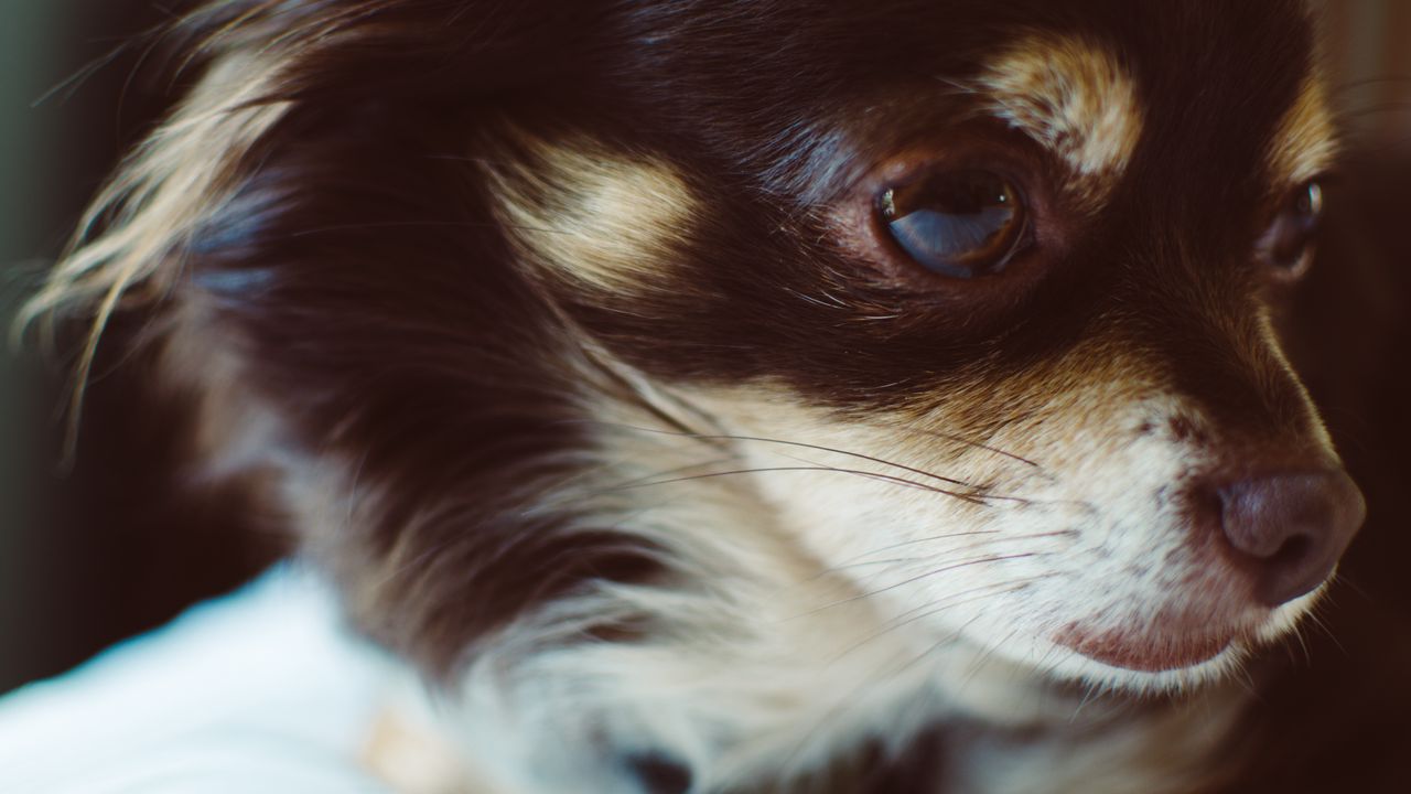 Wallpaper dog, muzzle, fluffy, small