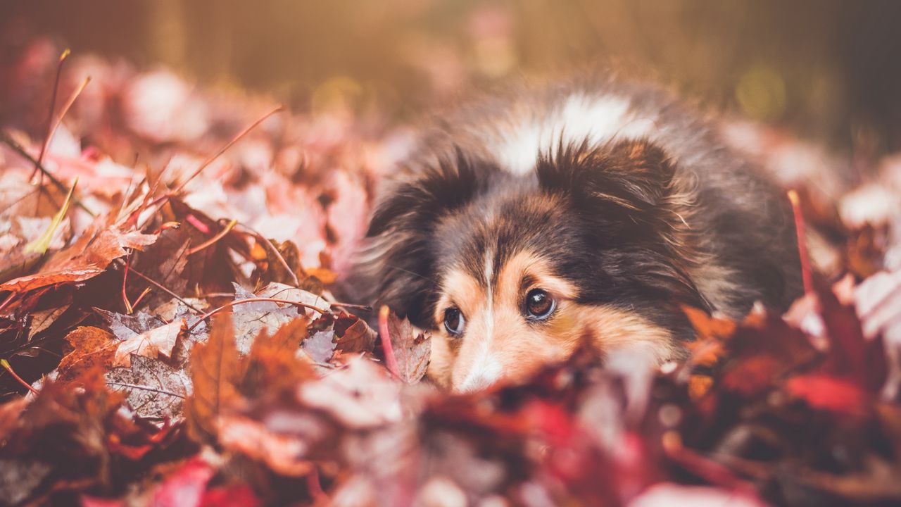 Wallpaper dog, muzzle, foliage