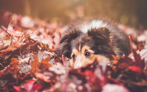 Preview wallpaper dog, muzzle, foliage