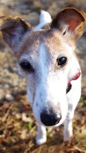 Preview wallpaper dog, muzzle, foliage, nose