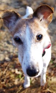 Preview wallpaper dog, muzzle, foliage, nose