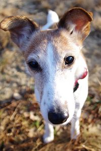 Preview wallpaper dog, muzzle, foliage, nose