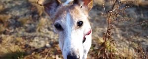 Preview wallpaper dog, muzzle, foliage, nose