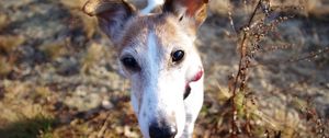 Preview wallpaper dog, muzzle, foliage, nose