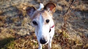 Preview wallpaper dog, muzzle, foliage, nose