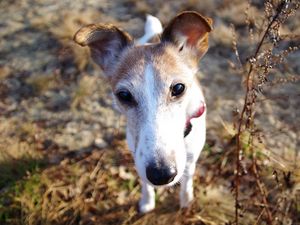 Preview wallpaper dog, muzzle, foliage, nose