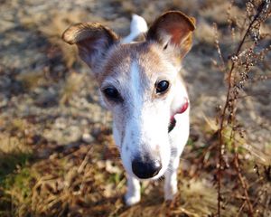 Preview wallpaper dog, muzzle, foliage, nose