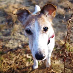 Preview wallpaper dog, muzzle, foliage, nose