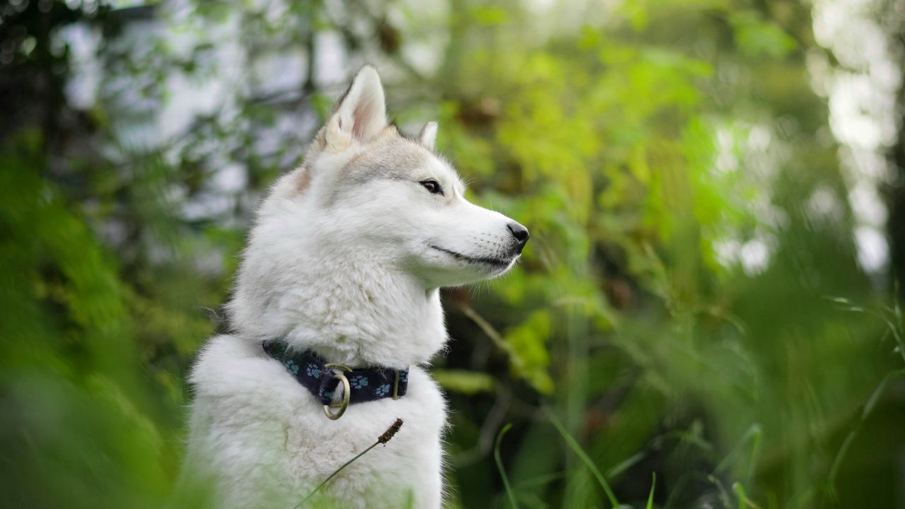 Wallpaper dog, muzzle, forest, blur