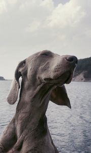 Preview wallpaper dog, muzzle, funny, satisfied