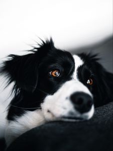 Preview wallpaper dog, muzzle, glance, pet, black and white