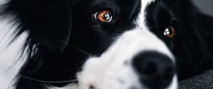 Preview wallpaper dog, muzzle, glance, pet, black and white