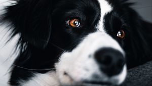 Preview wallpaper dog, muzzle, glance, pet, black and white