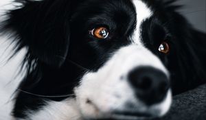 Preview wallpaper dog, muzzle, glance, pet, black and white