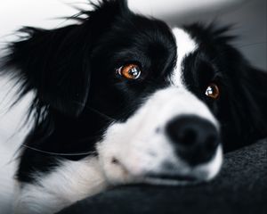 Preview wallpaper dog, muzzle, glance, pet, black and white