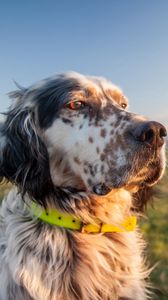 Preview wallpaper dog, muzzle, grass, collar