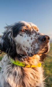 Preview wallpaper dog, muzzle, grass, collar