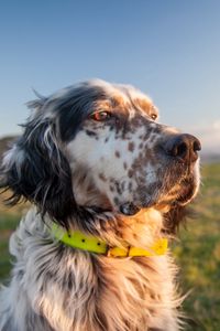 Preview wallpaper dog, muzzle, grass, collar