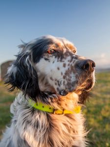 Preview wallpaper dog, muzzle, grass, collar