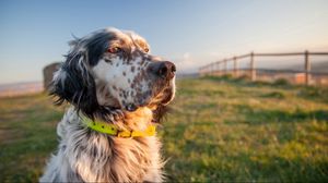 Preview wallpaper dog, muzzle, grass, collar