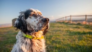 Preview wallpaper dog, muzzle, grass, collar