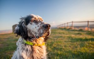 Preview wallpaper dog, muzzle, grass, collar