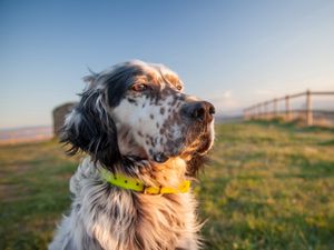 Preview wallpaper dog, muzzle, grass, collar