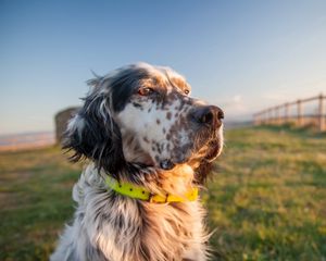 Preview wallpaper dog, muzzle, grass, collar